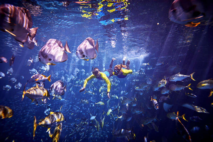 ambassador-snorkel-3