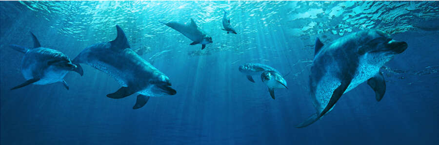 dolphin_final