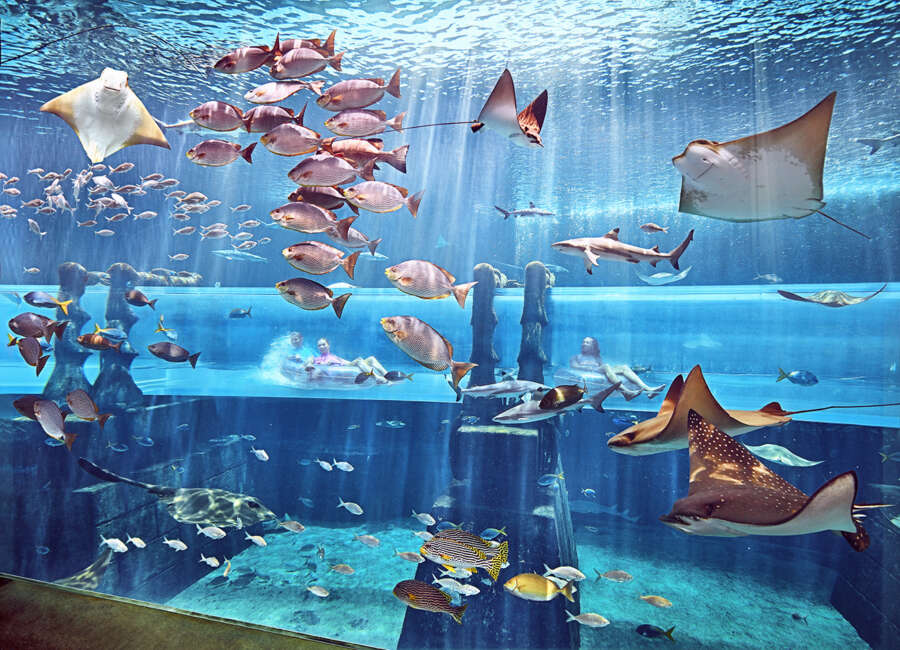 shark-attack_final-copy